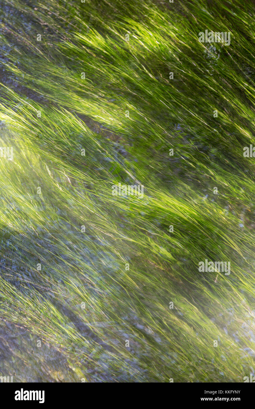 Pond Weed High Resolution Stock Photography and Images - Alamy