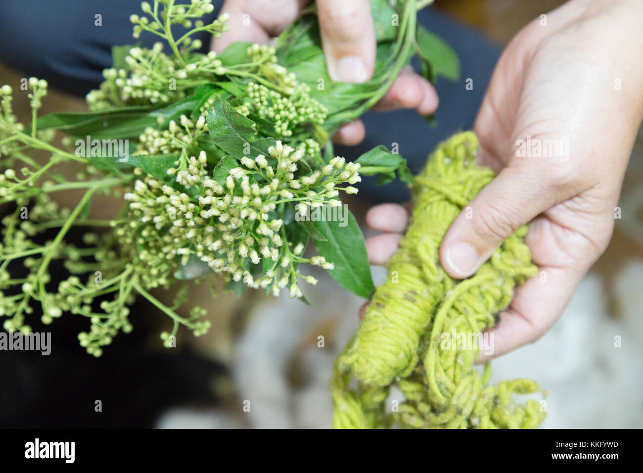 South America culture: - The Chilca Baccharis plant used as a green dye to dye yarn in traditional weaving, Otavalo, Ecuador, South America Stock Photo