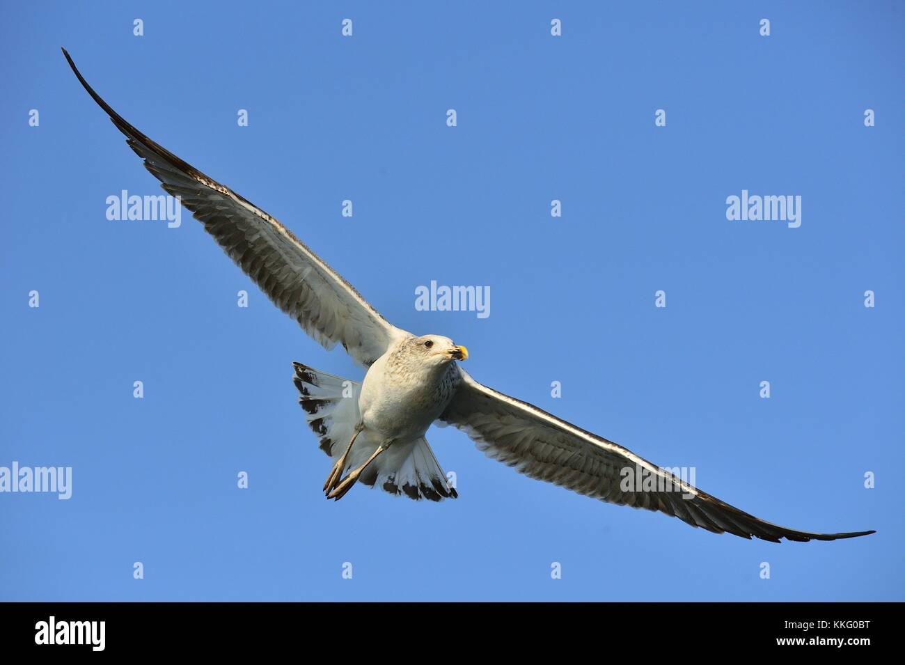 Bird in flight. Natural blue sky background. Flying Juvenile Kelp gull (Larus dominicanus), also known as the Dominican gull and Black Backed Kelp Gul Stock Photo