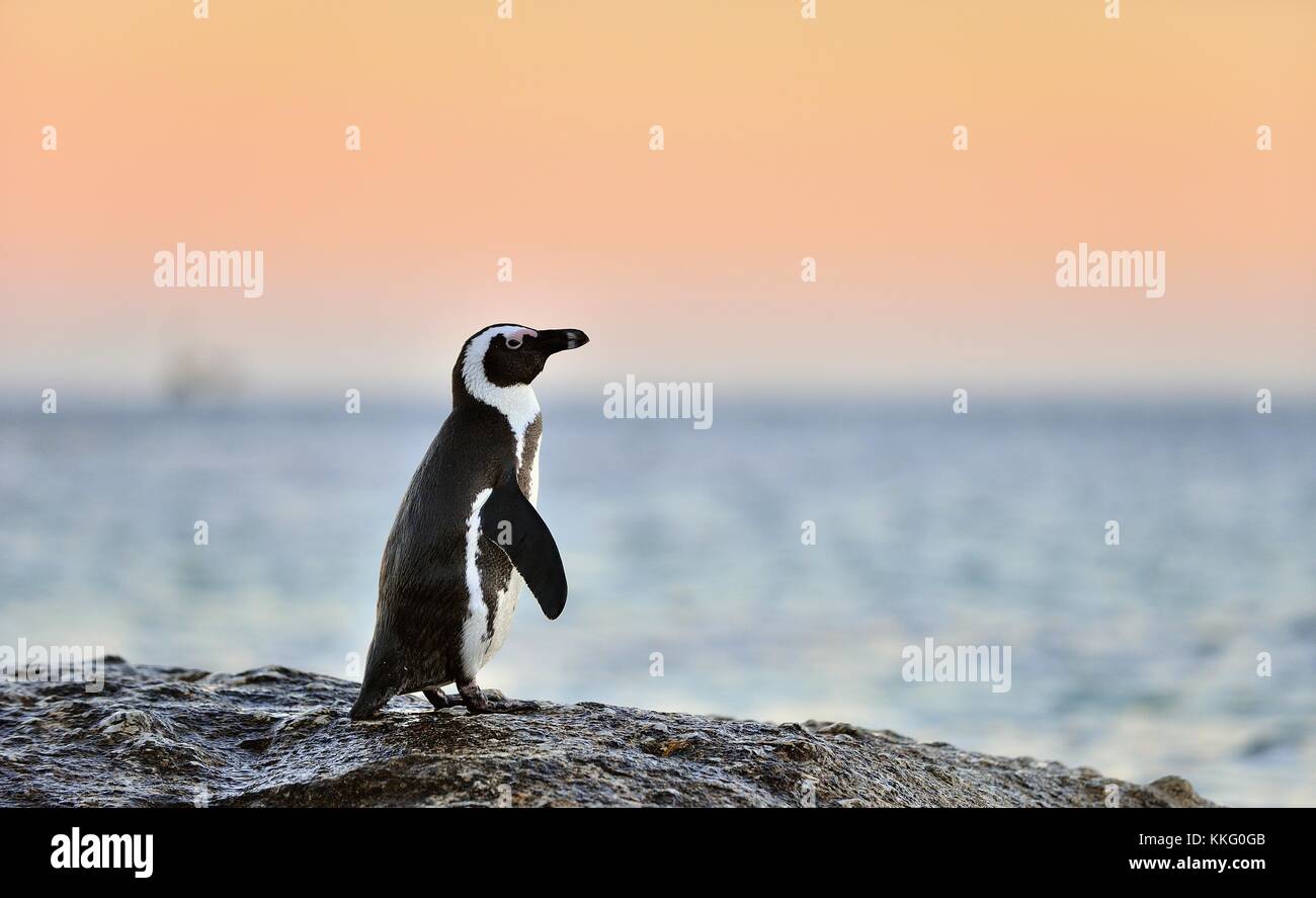 The African penguin (Spheniscus demersus). South Africa Stock Photo