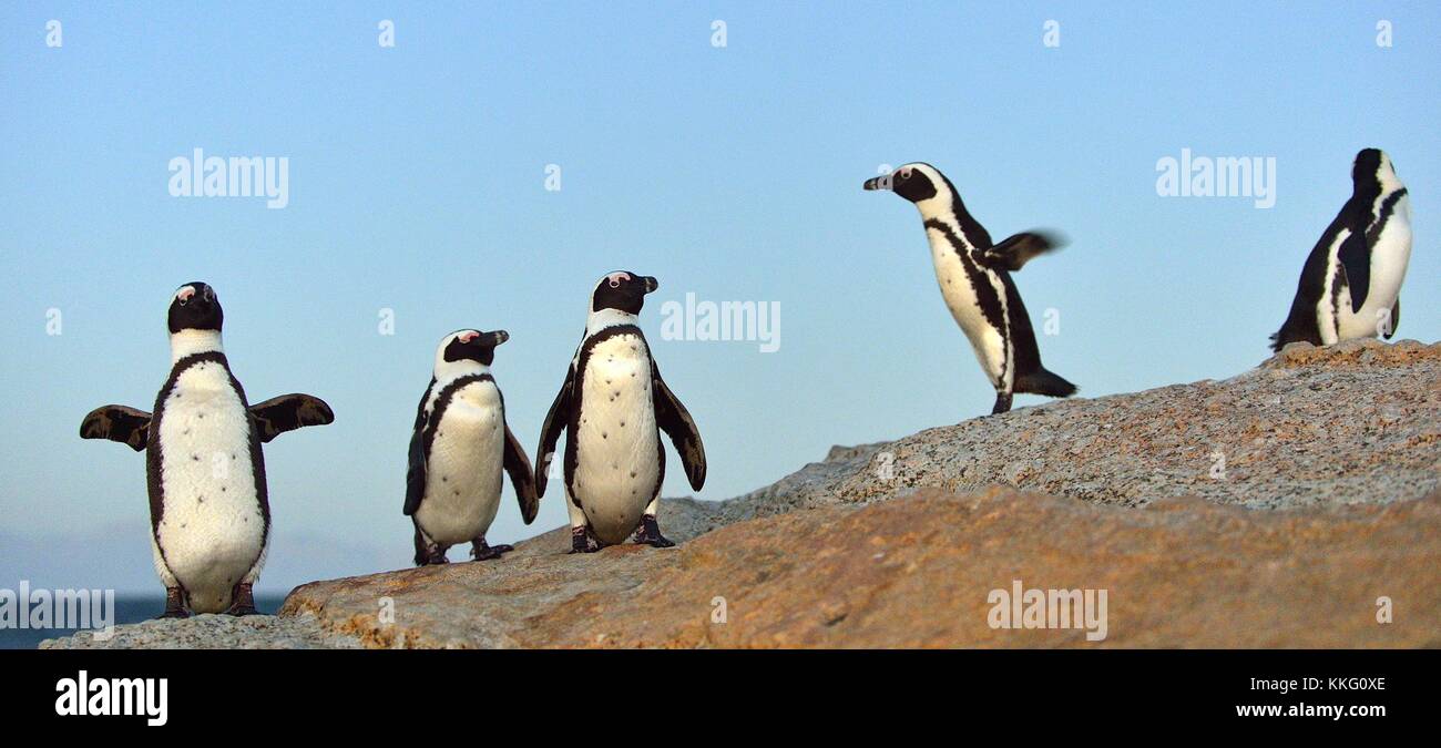 African penguins (spheniscus demersus) The African penguin on the shore in  evening twilight above blue sunset sky. Stock Photo