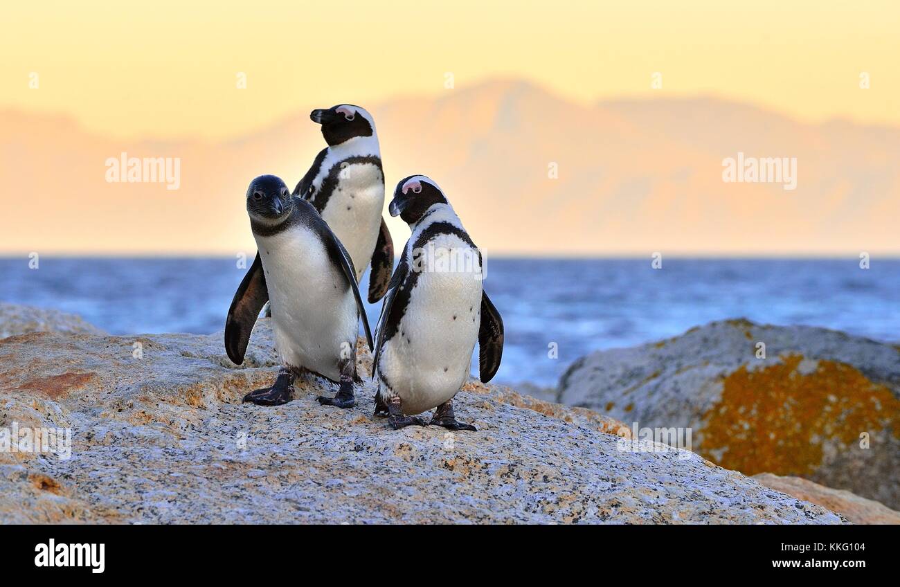 African penguins (spheniscus demersus) The African penguin on the shore in  evening twilight above red sunset sky. Stock Photo