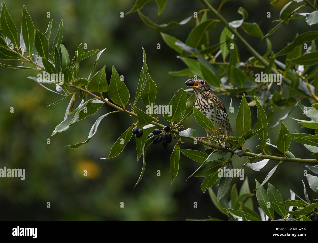 Song thrush eating a bay laurel fruit Stock Photo