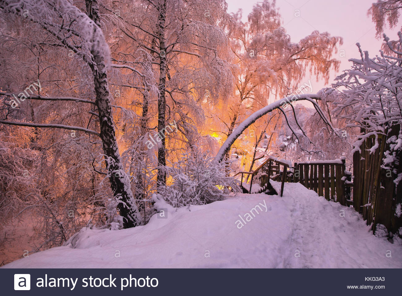 Fabulous night winter forest in the snow. Winter time. Heavy Stock Photo -  Alamy