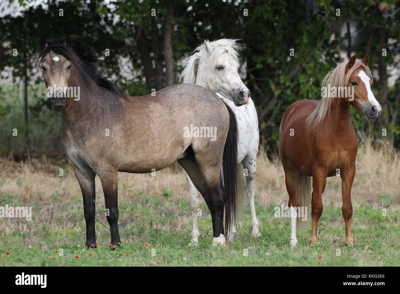 Pony Of America, Welsh Section B And A Standing Stock Photo Alamy