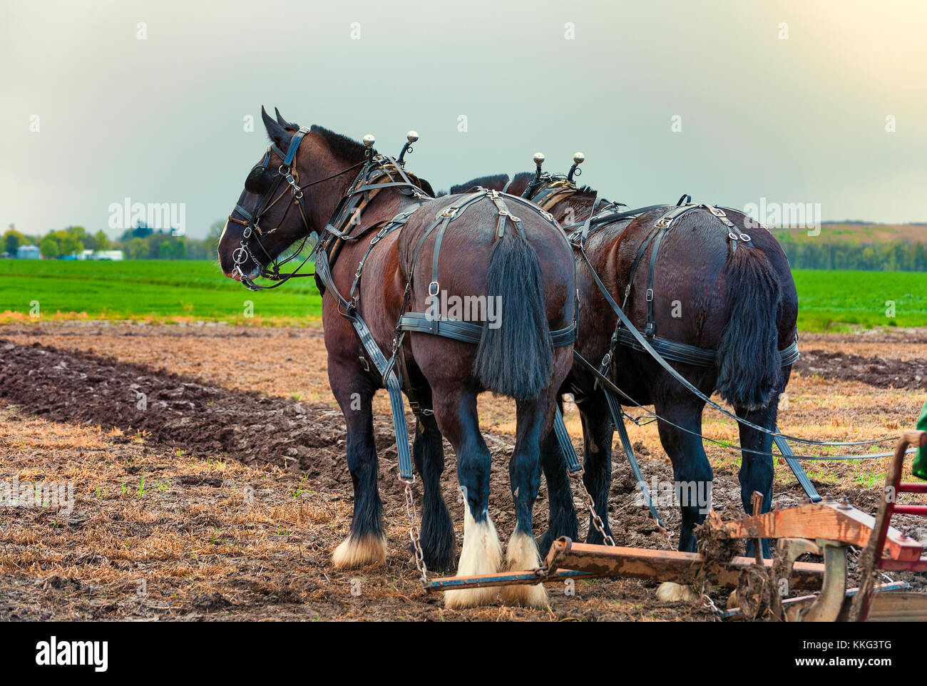 Draft Horses Pulling Plow Stock Photos & Draft Horses Pulling Plow