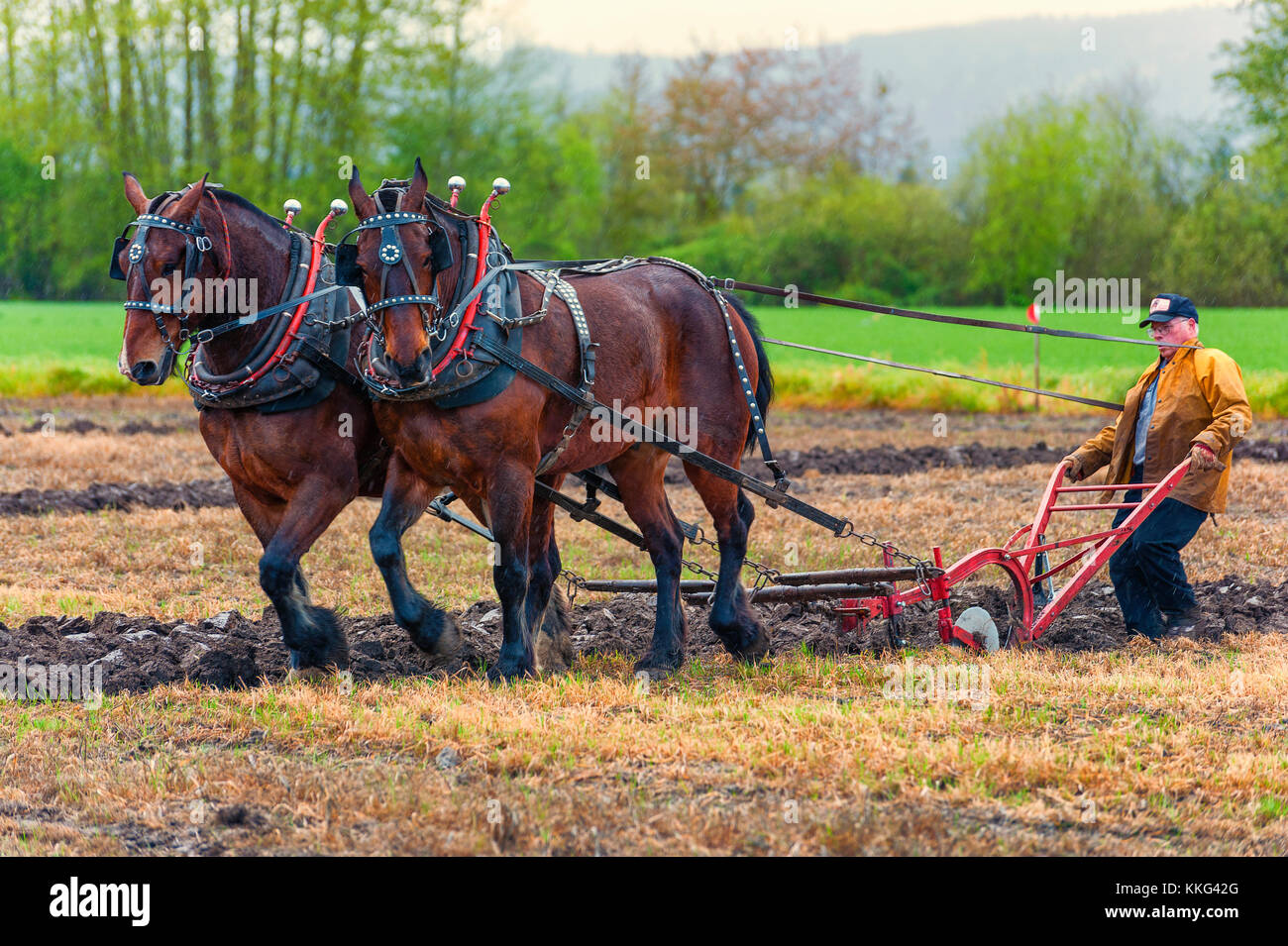 Draft horses pulling plow hires stock photography and images Alamy