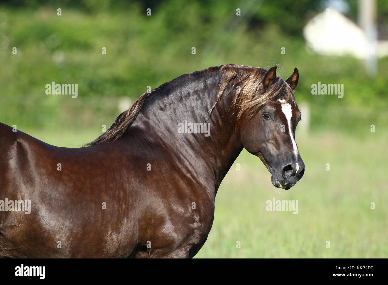 Welsh Section D Cob Stallion Stock Photo Alamy   Welsh Section D Cob Stallion KKG4DT 