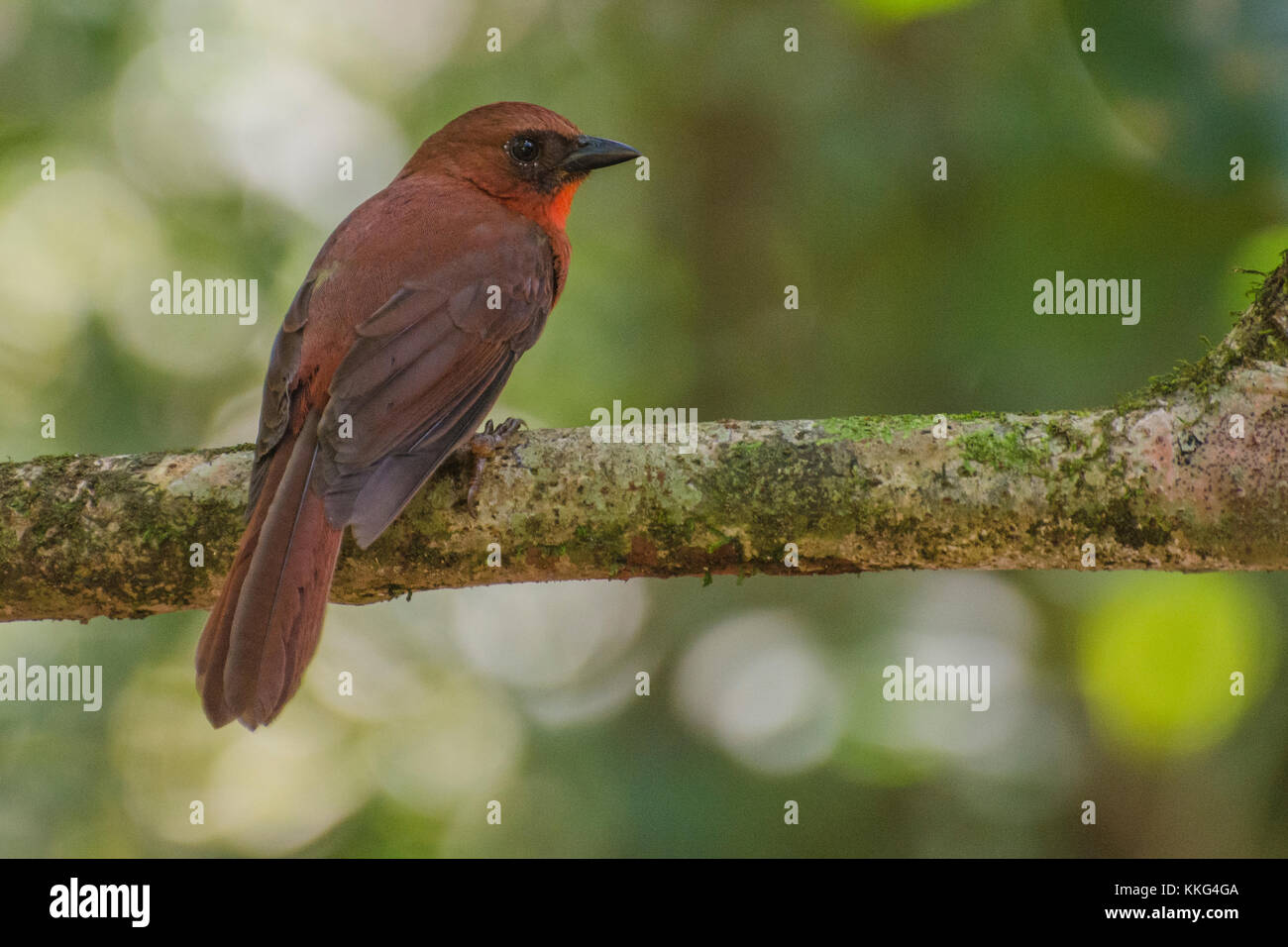 A bird from the jungle in Belize. Stock Photo