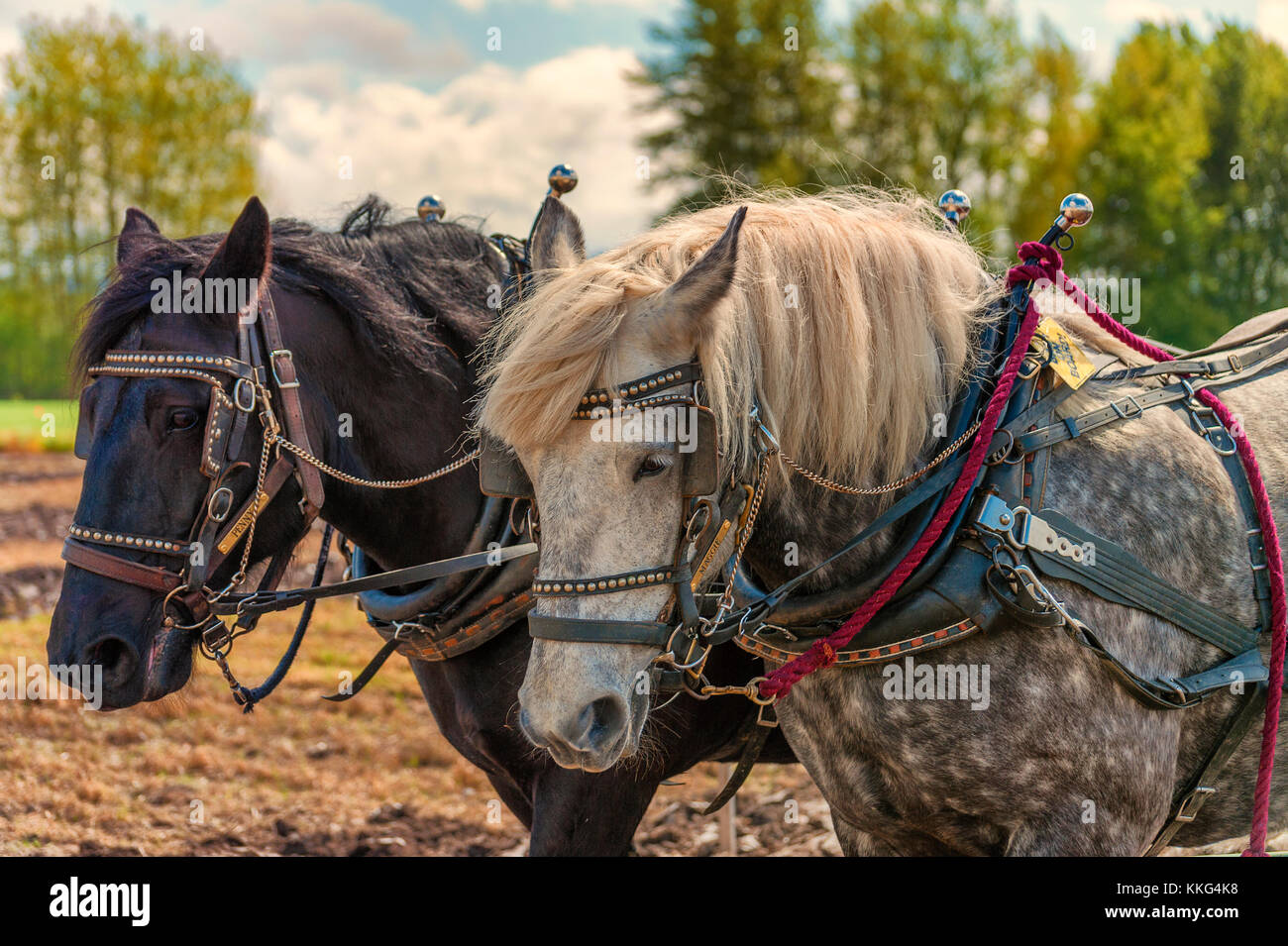 Horses harness hi-res stock photography and images - Alamy