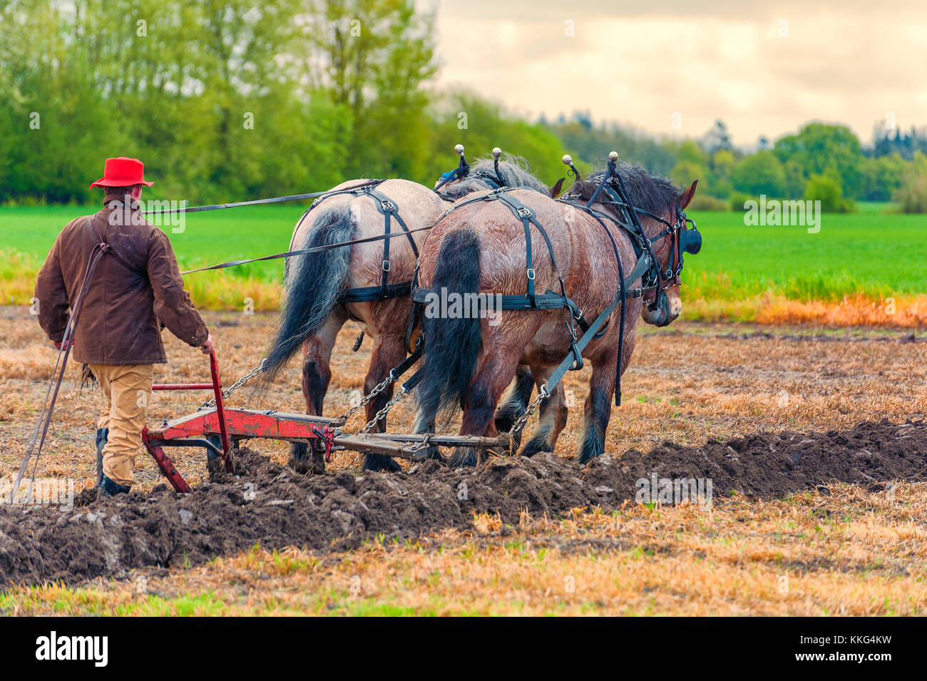 Draft horses pulling plow hires stock photography and images Alamy