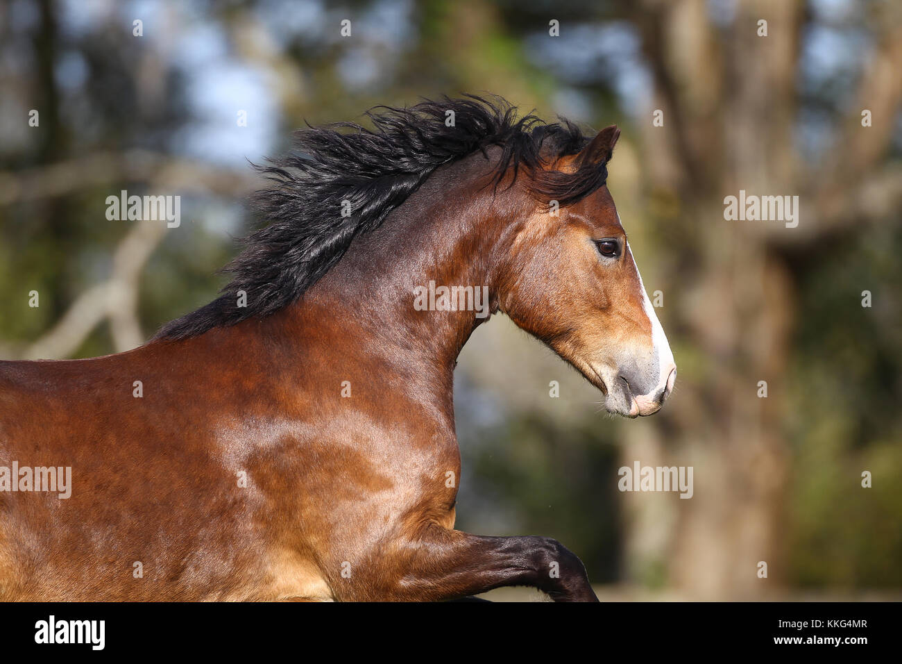 Bay Welsh Section C Headshot Stock Photo Alamy