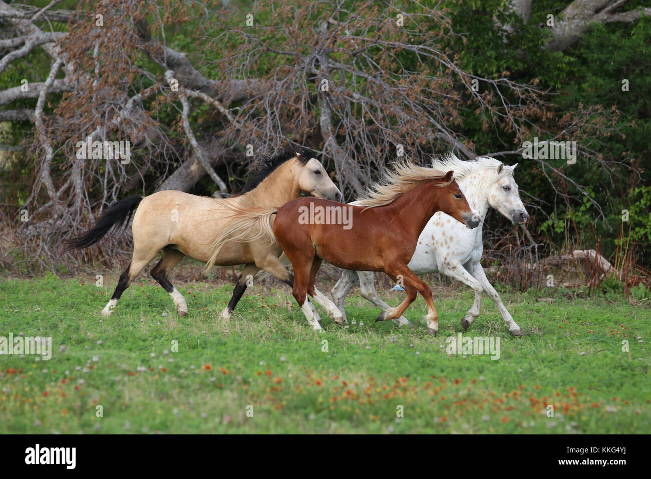 Welsh Pony Section B High Resolution Stock Photography and Images Alamy