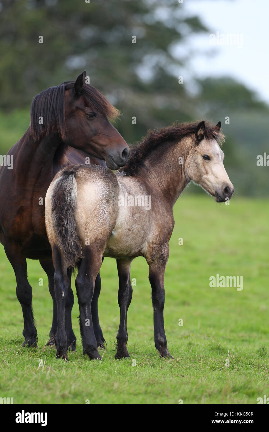 Welsh Section D Mare And Foal Stock Photo Alamy