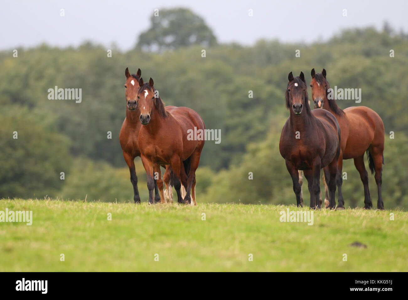 Welsh Section D Mares Standing Together Stock Photo Alamy