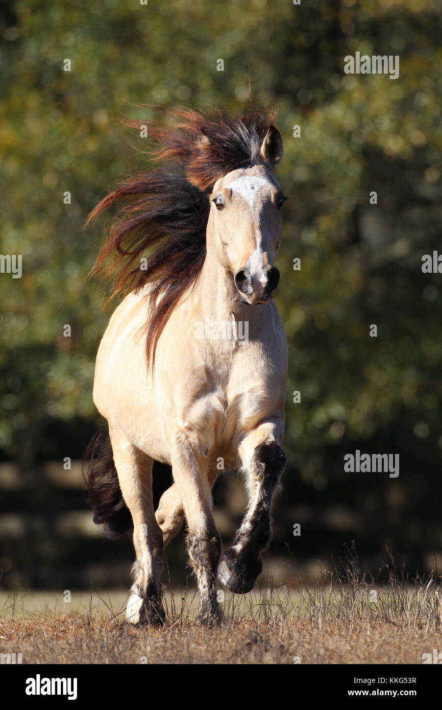 Welsh Section D Stallion Running Free Stock Photo Alamy