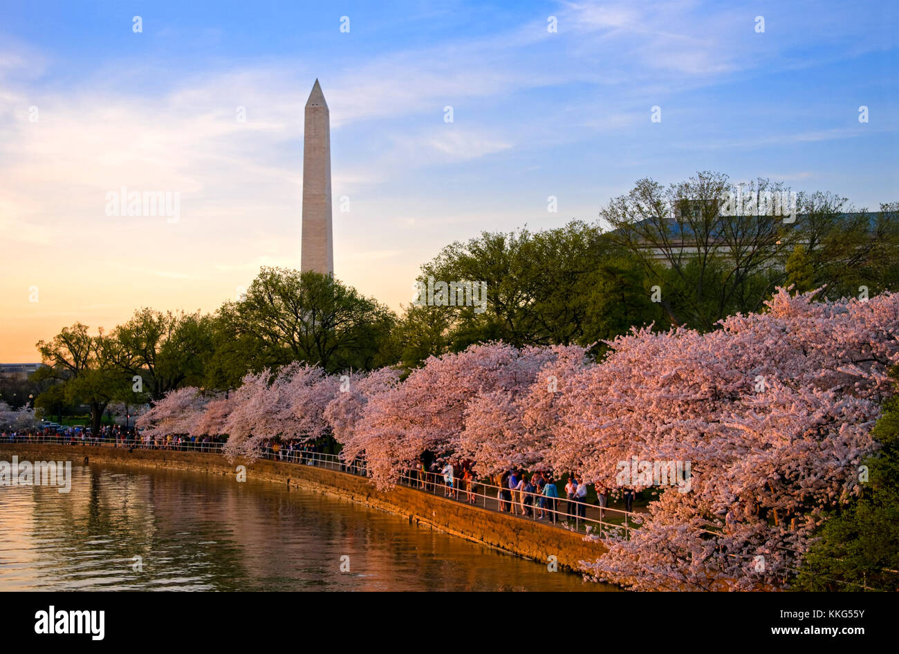 Peak bloom of the Cherry Blossom trees on the Washington DC Tidal Basin at sunset. Stock Photo