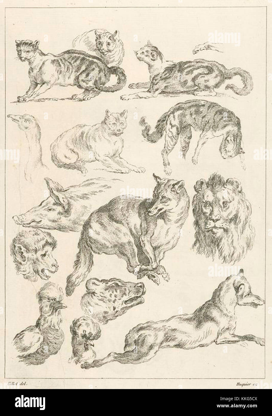 vintage drawings of various wild animals Stock Photo