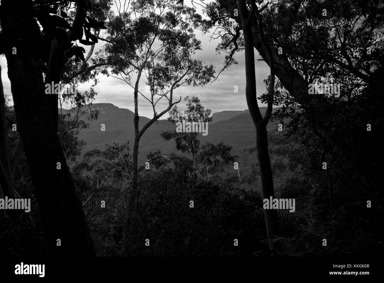 New jungle Black and White Stock Photos & Images - Alamy