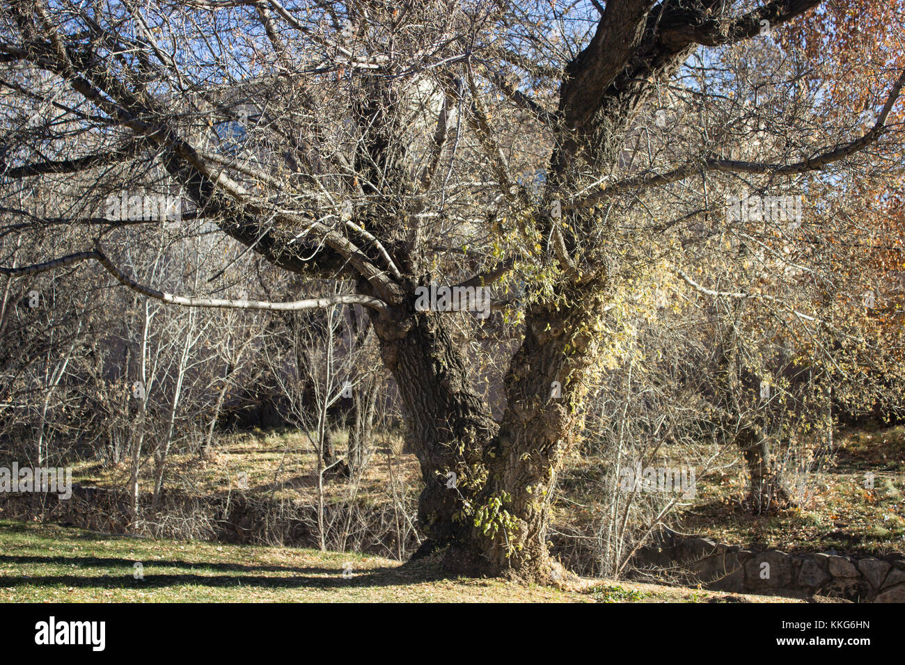 Split trunk tree hi-res stock photography and images - Alamy