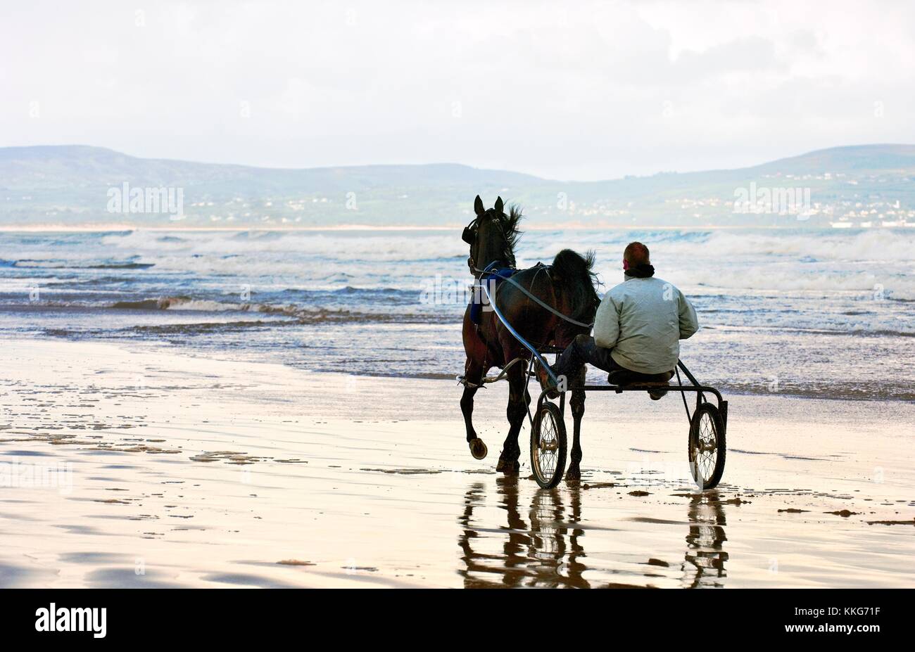 Exercising harness racing trotting horse on Magilligan Strand beach at Benone, near Castlerock, County Derry, Northern Ireland. Stock Photo
