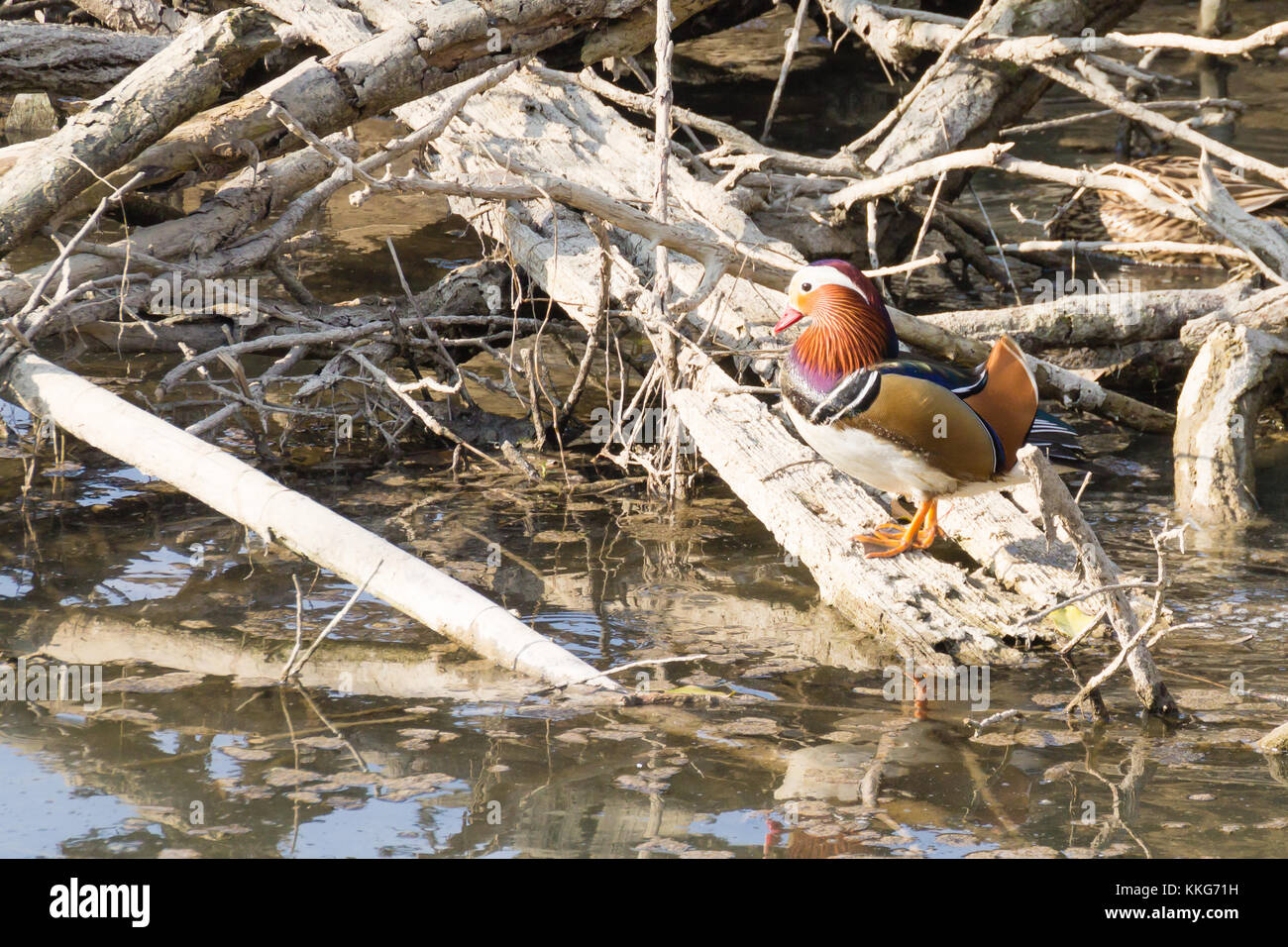 Mandarin duck close up from Sile river natural park. Italian wildlife ...