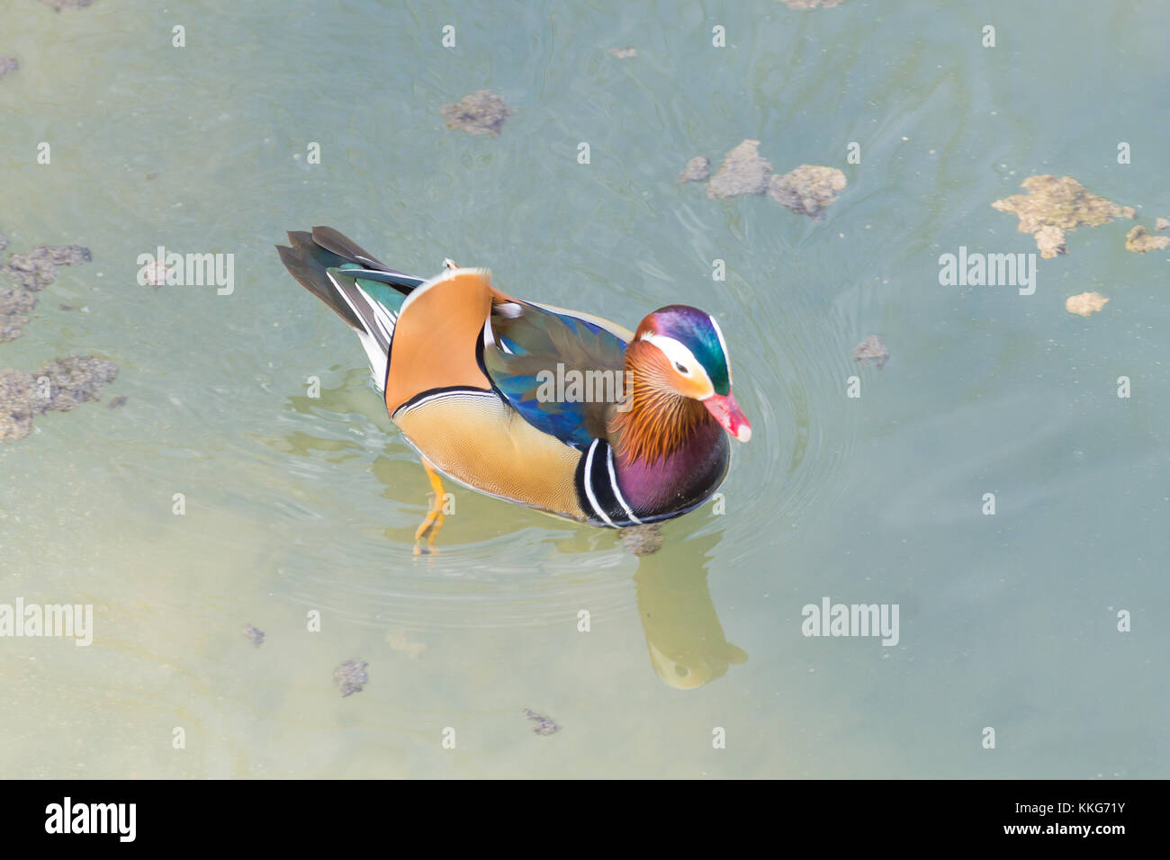 Mandarin duck close up from Sile river natural park. Italian wildlife ...