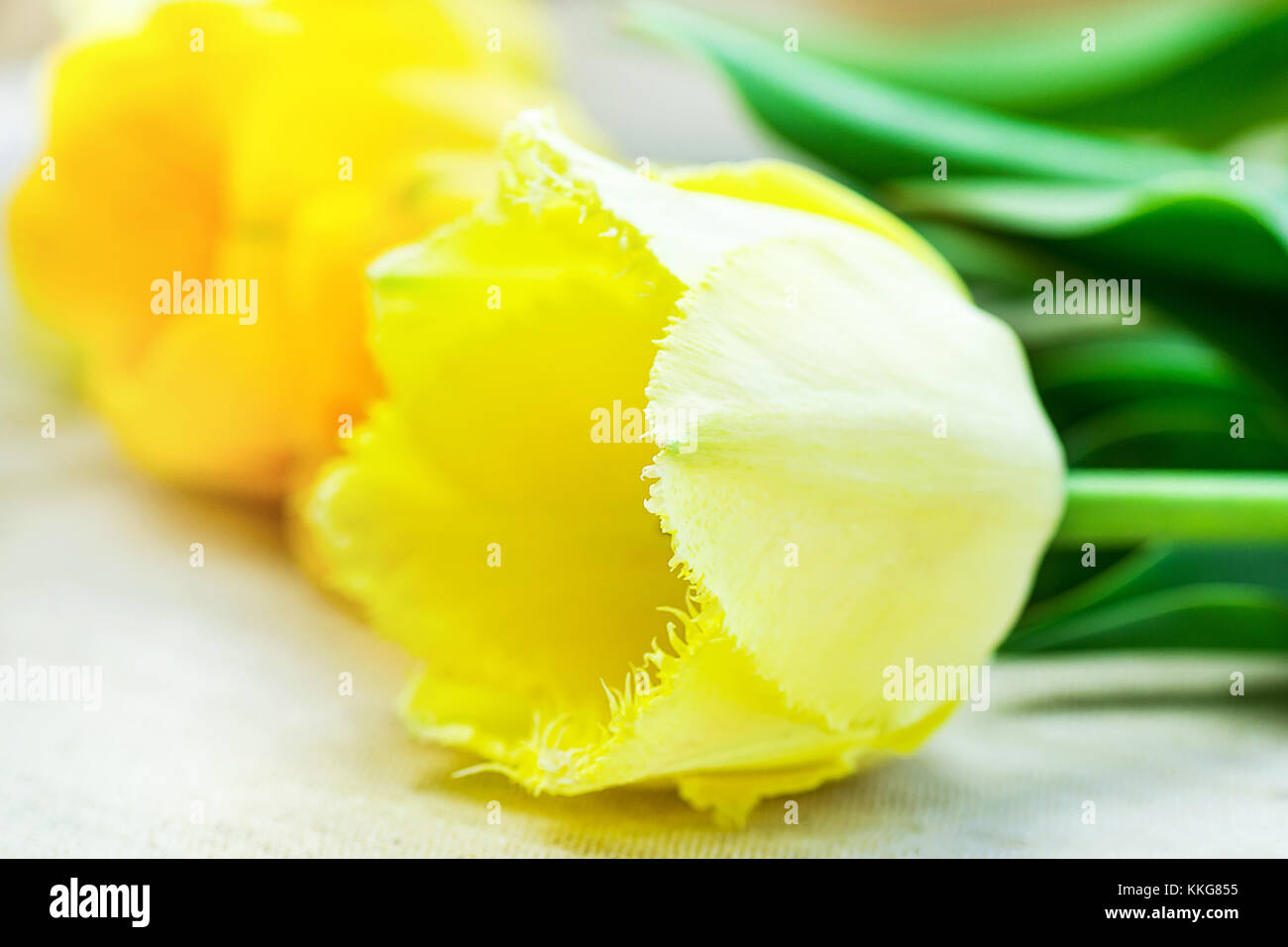 Delicate Tender Bright and Pale Yellow Tulips Lying on Linen Fabric Cloth Background Minimalist Style Mother's day Birthday Easter Greeting Card Poste Stock Photo