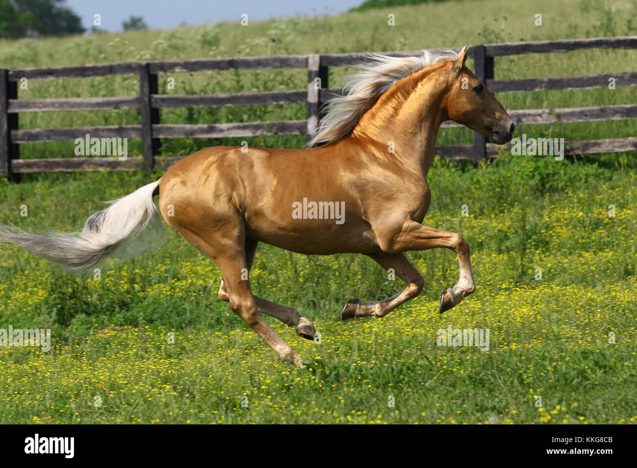 Palomino Lusitano Stallion Cantering Stock Photo - Alamy