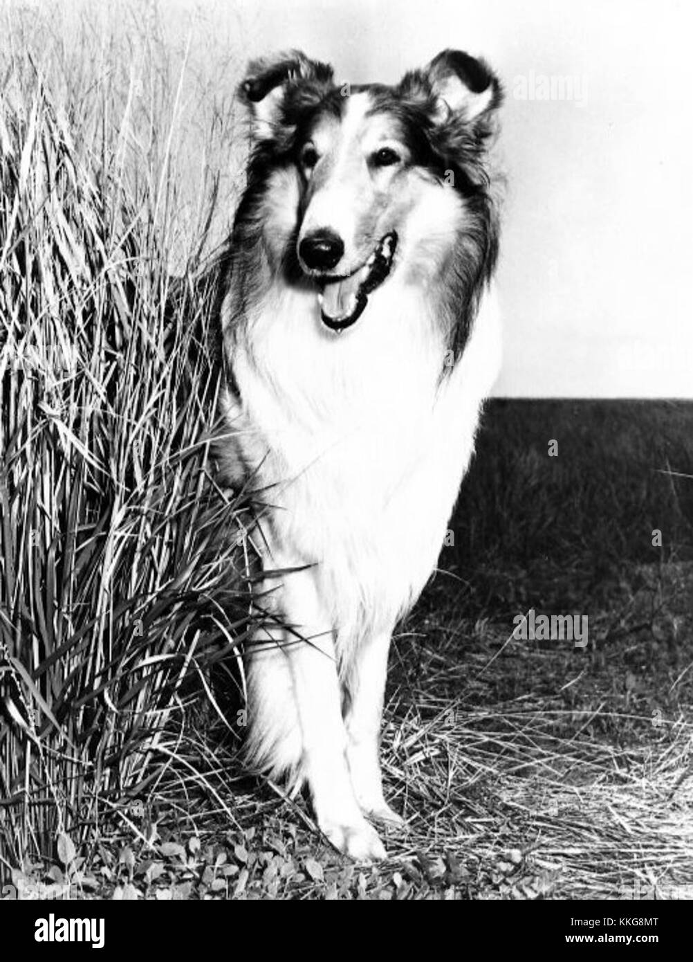 Lassie dog film hi-res stock photography and images - Alamy