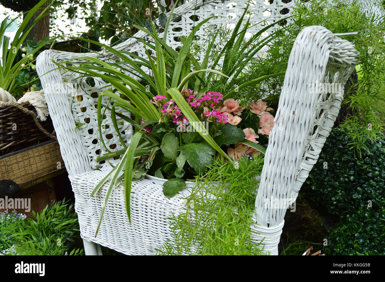 White wicker chair in the garden, plants in pots stand on the chair