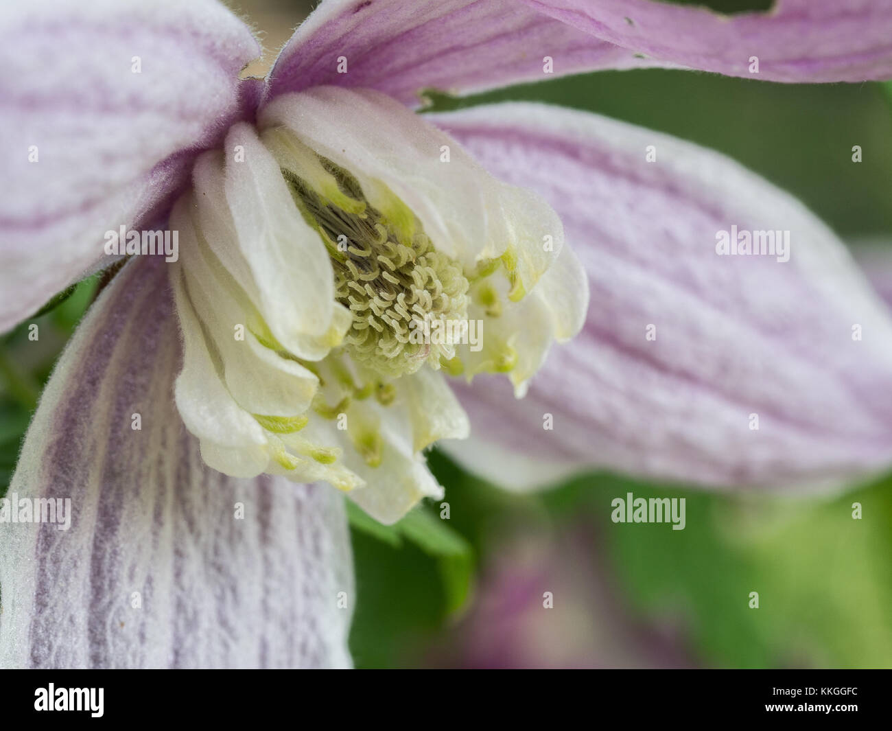 extreme close up of the centre of a flower of Clematis alpina Jacqueline de Pre Stock Photo