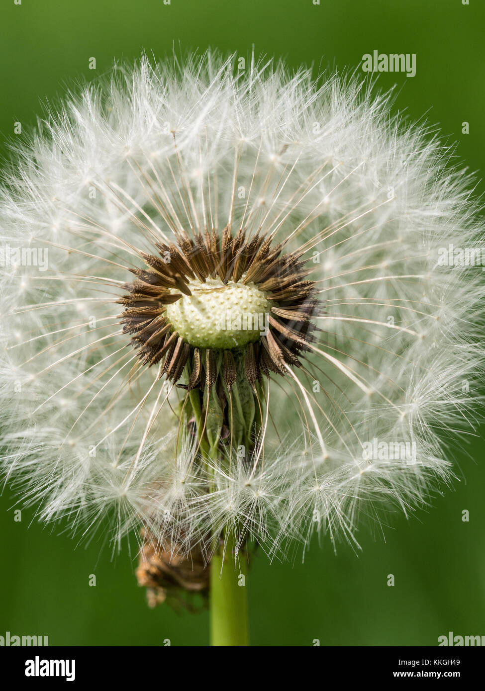 Close up of a part dispersed dandelion clock Stock Photo