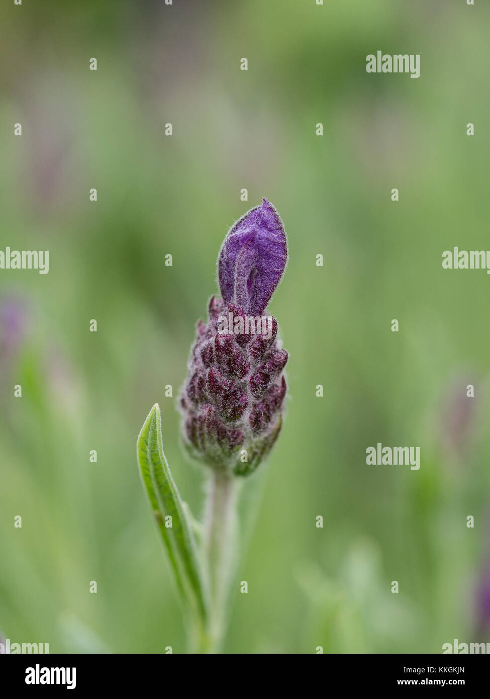 Flower bud of Lavandula stoechas Anouk just before the top bud opens Stock Photo