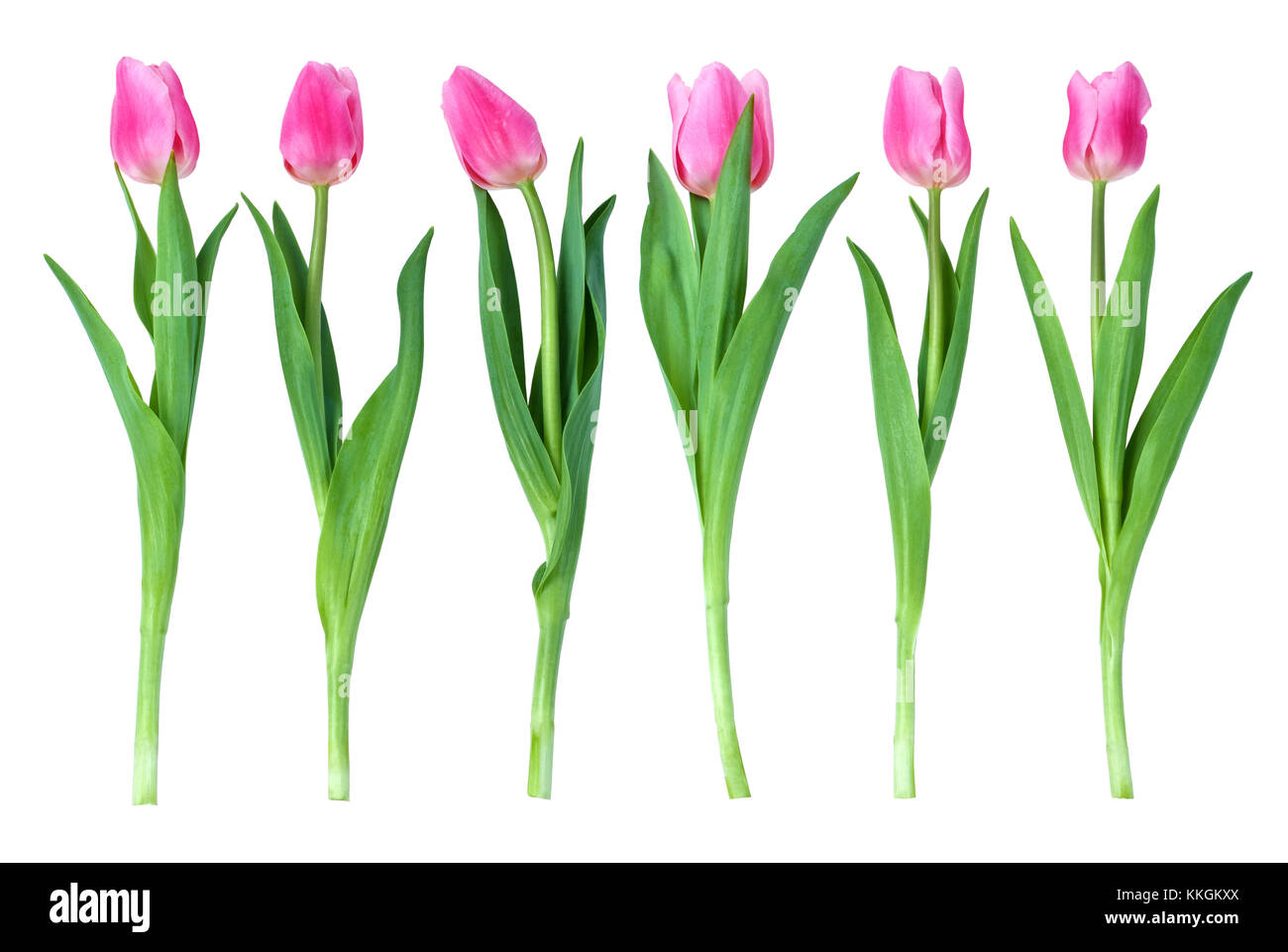 Studio shot of tulips isolated on white background Stock Photo - Alamy
