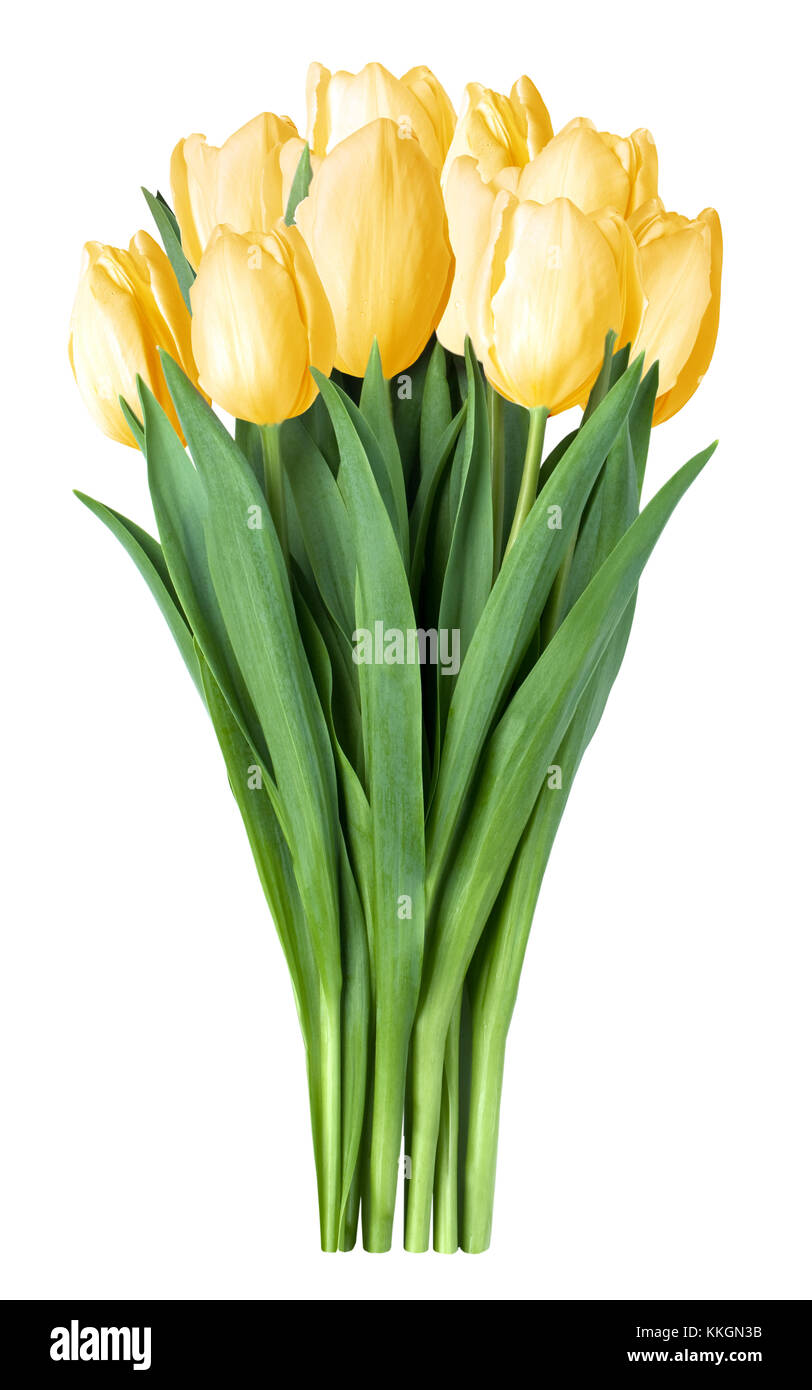 yellow tulips bouquet in vase isolated on white background Stock Photo