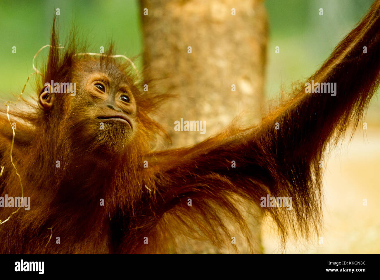 Cute orangutan in the jungle in vancouver Stock Photo