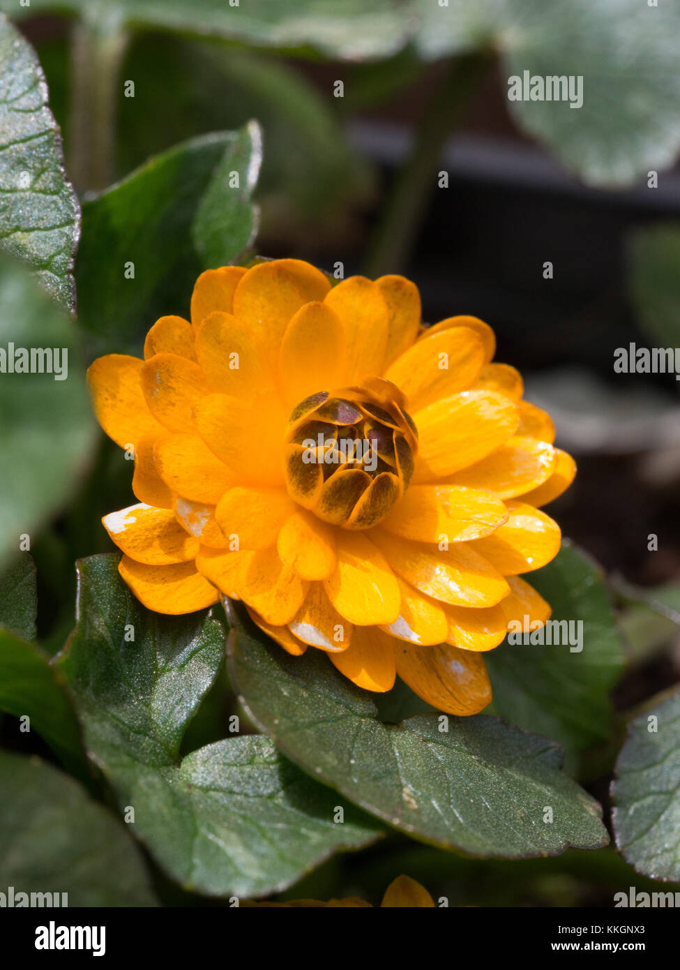 Close up of a single flower of Ranunculus ficaria Nathalie Stock Photo