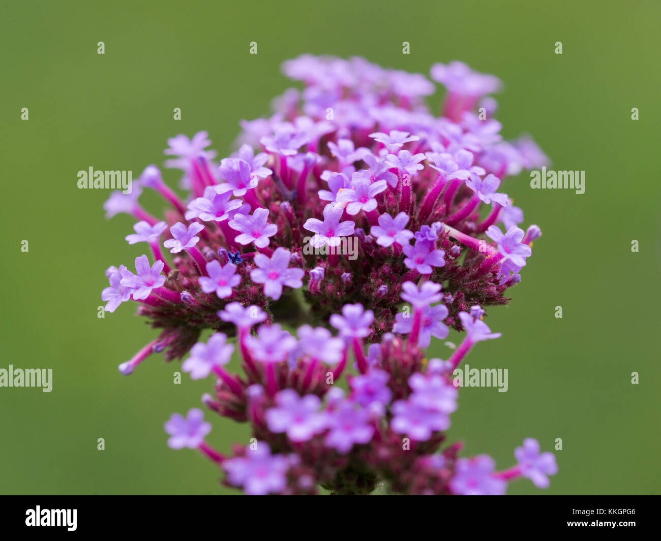 Close up of a flowerhead of Verbena bonariensis with an out of focus green background Stock Photo