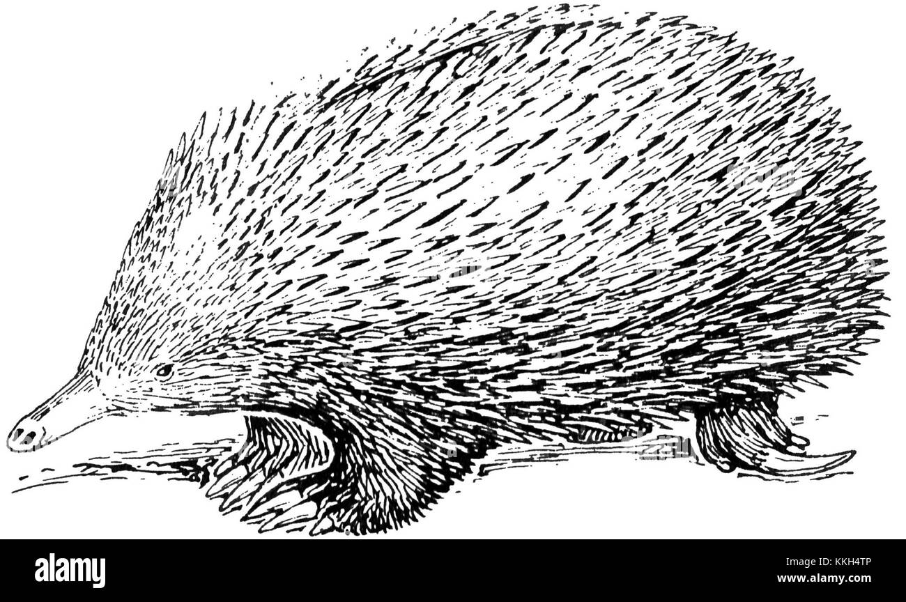 Echidna 1 (PSF) Stock Photo