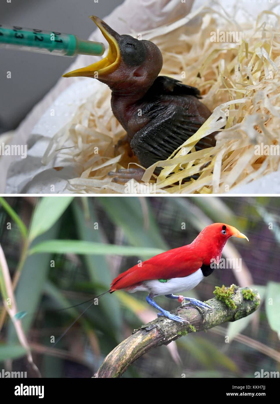 Walsrode, Germany. 28th Nov, 2017. COMBO - A male king bird-of-paradise baby (Cicinnurus regius) sits on a branch at the World Bird Park ('Weltvogelpark') in Walsrode, Germany, 28 November 2017 (bottom). An eight-days-old king bird-of-paradise baby (Cicinnurus regius) is fed at the breeding station of the World Bird Park. The bird now weighs 12 gramms, after being born with only 5.3 gramms. Credit: Holger Hollemann/dpa/Alamy Live News Stock Photo