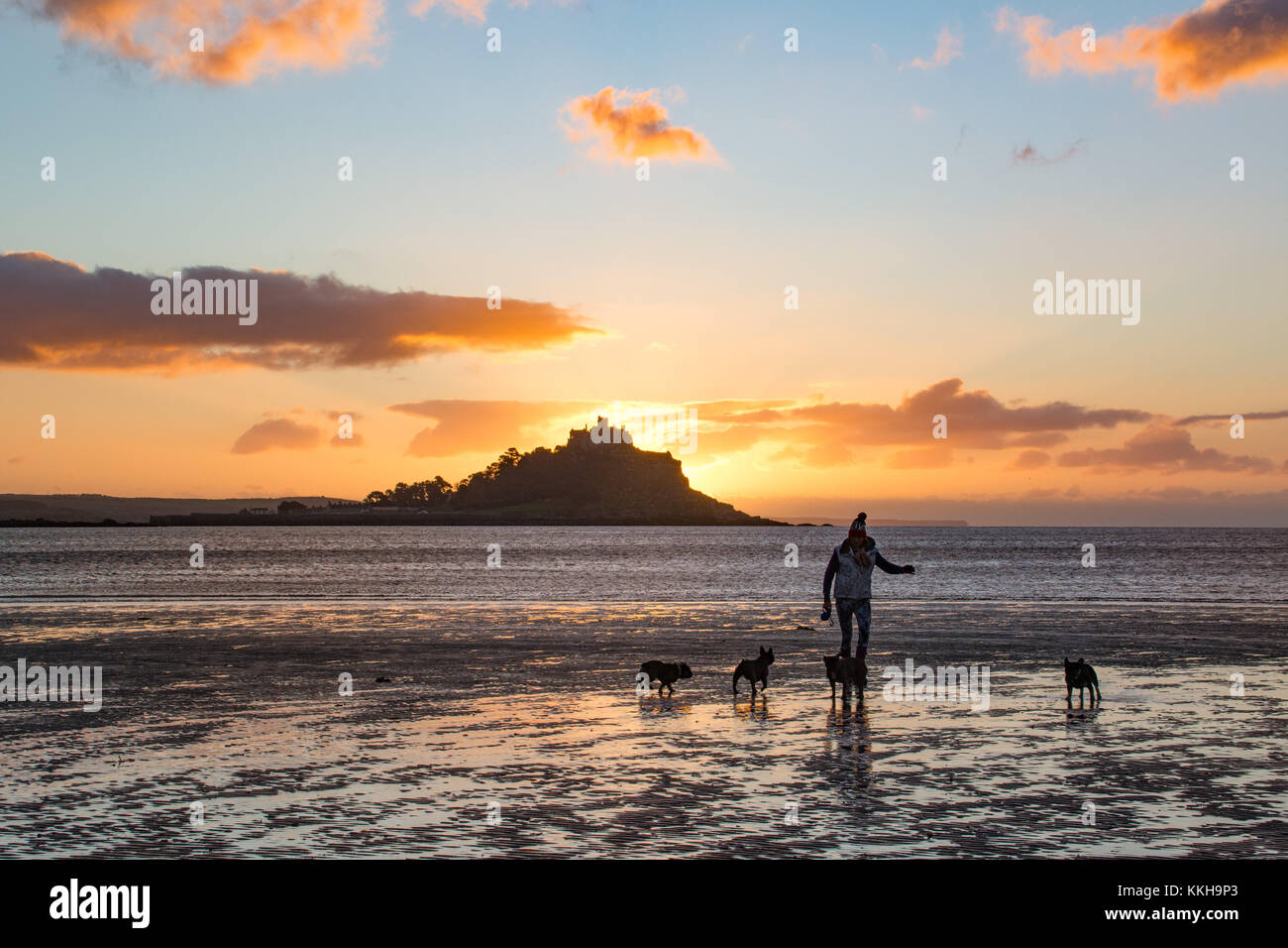 French bulldogs out for the early morning walk at sunrise at Longrock beach, near Marazion, Cornwall,  with St Michaels mount in the background Stock Photo