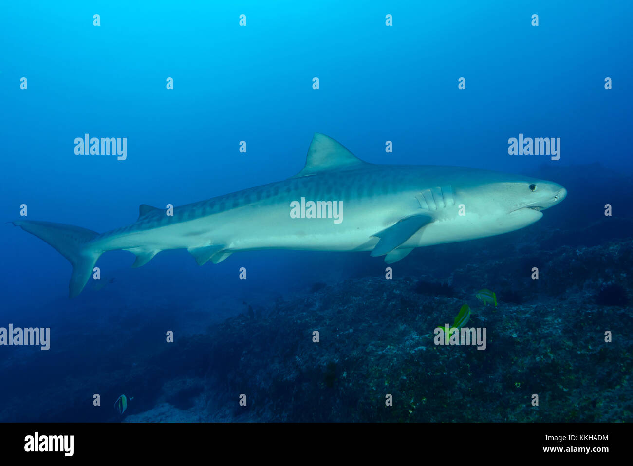 Galeocerdo cuvier, Tiger Shark, Costa Rica, Cocos Island, Costa Rica, Pacific Ocean Stock Photo