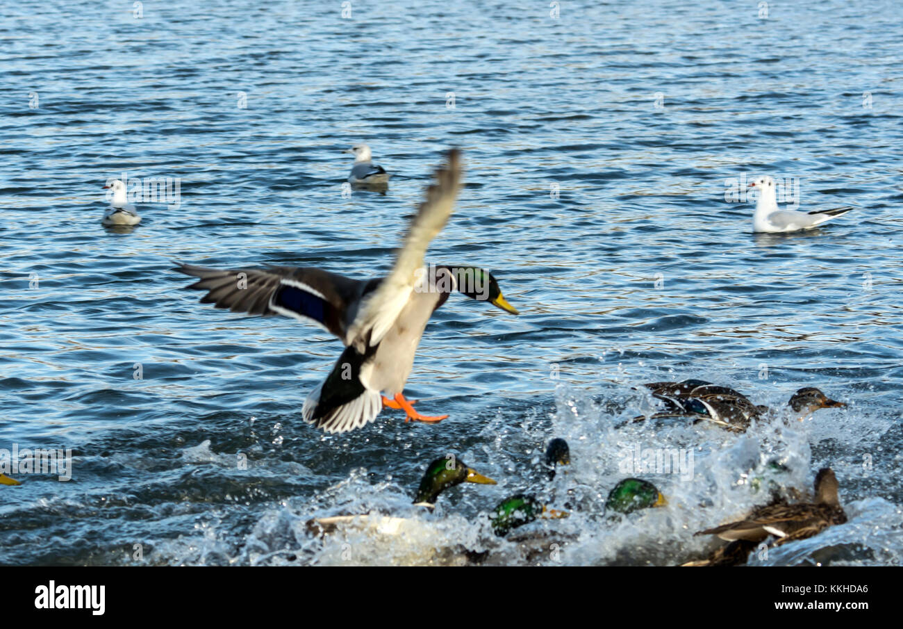 Melton Mowbrey Country park December 1st 2017: Visitors feeding local wildlife treated to rare sightings sighting of Mew Gull primariy spotted on coastal ponds and beahes wintering grounds west coast of US and Common Merganser Gull. Credit: Clifford Norton/Alamy Live News Stock Photo