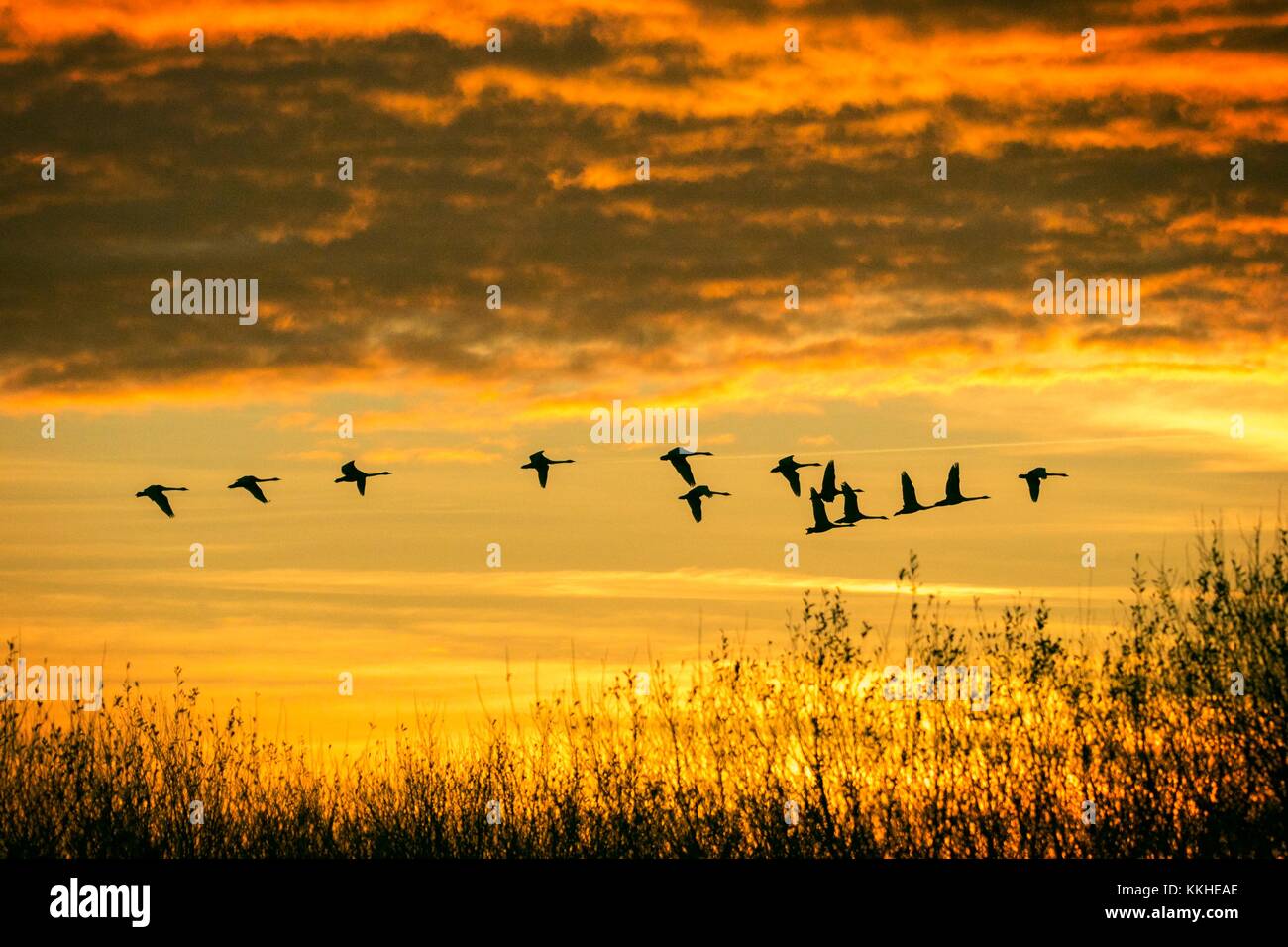 Birds flying as sun rises; Canada goose waterfowl geese fowl wings wildfowl sunrise canadensis branta breed avian waterbird migrating migration, birds in flight at Dawn Stock Photo
