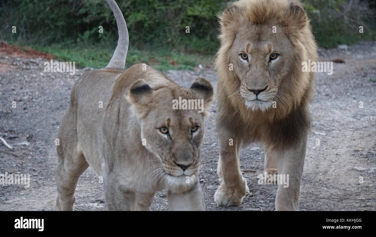 Two lions south africa hi-res stock photography and images - Alamy