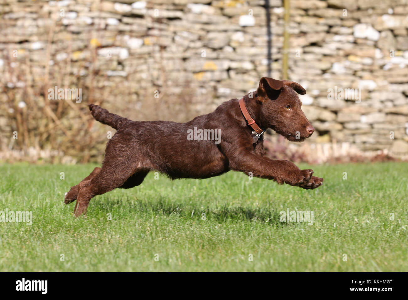 Black Fell Terrier High Resolution Stock Photography and Images Alamy