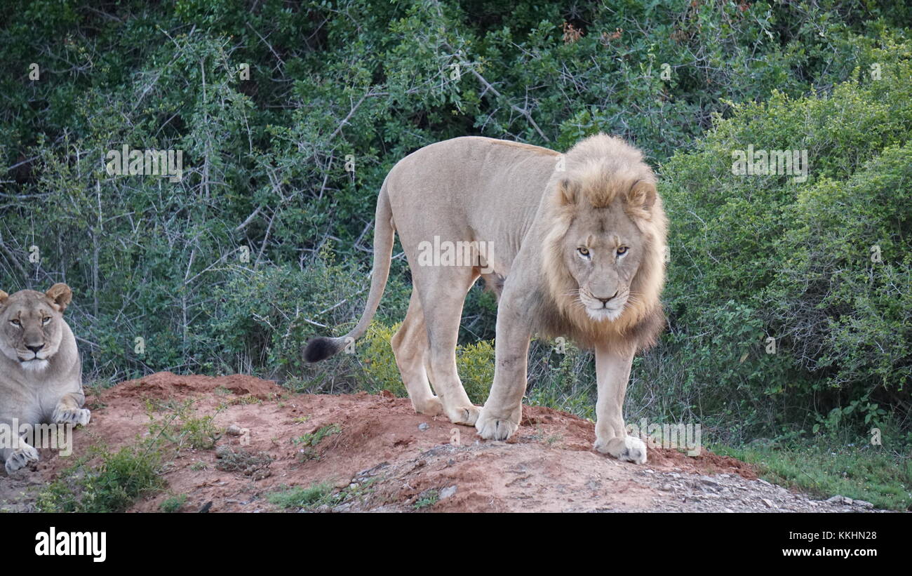 Two lions south africa hi-res stock photography and images - Alamy