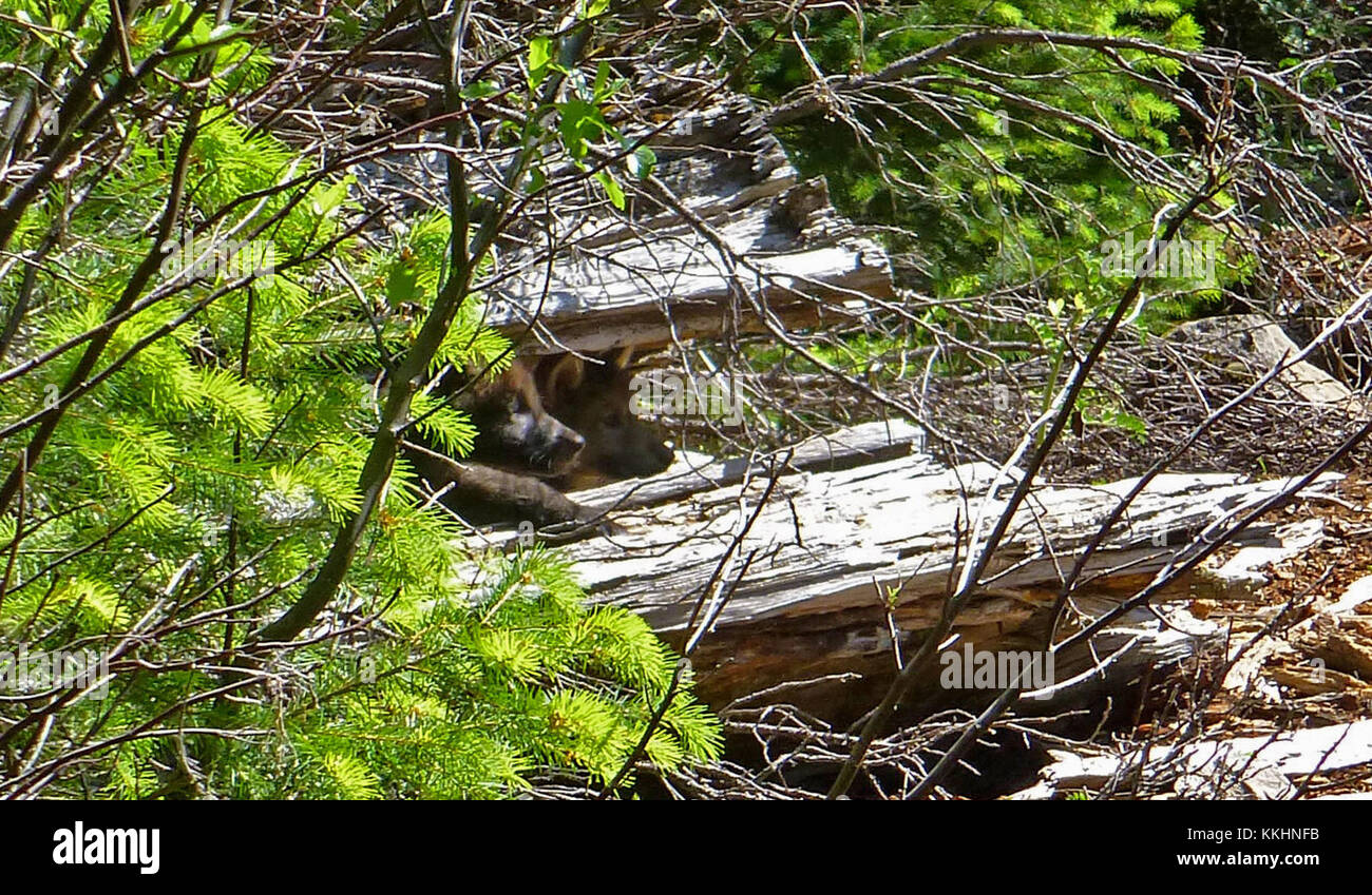 Two of wolf OR7’s pups peek out from a log on the Rogue River-Siskiyou National Forest, June 2, 2014. Photo courtesy of U.S. Fish and Wildlife Service. <a href='http://dfw.state.or.us/images/photo gallery/wolves in the news/content/bin/images/high-res/pups-in-log stephenson usfws.jpg'>Download high resolution image</a>. OR7 pups1 Stock Photo