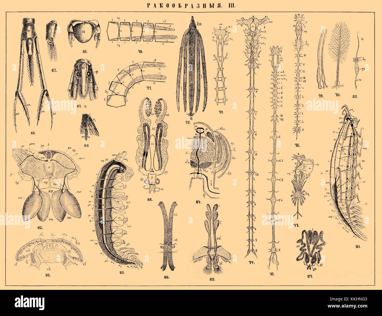 Crabs biological characteristics hi-res stock photography and images ...